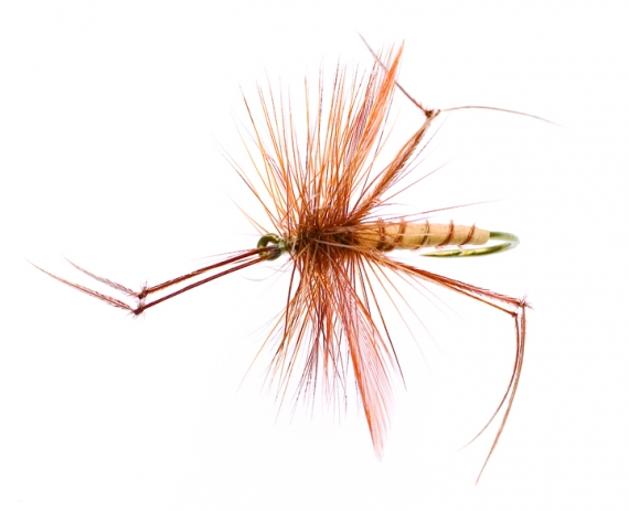 Daddy Long legs Tan/Brown TMC 2302 #12 i gruppen Madding / Fluer / Tørfluer hos Sportfiskeprylar.se (FL44108)